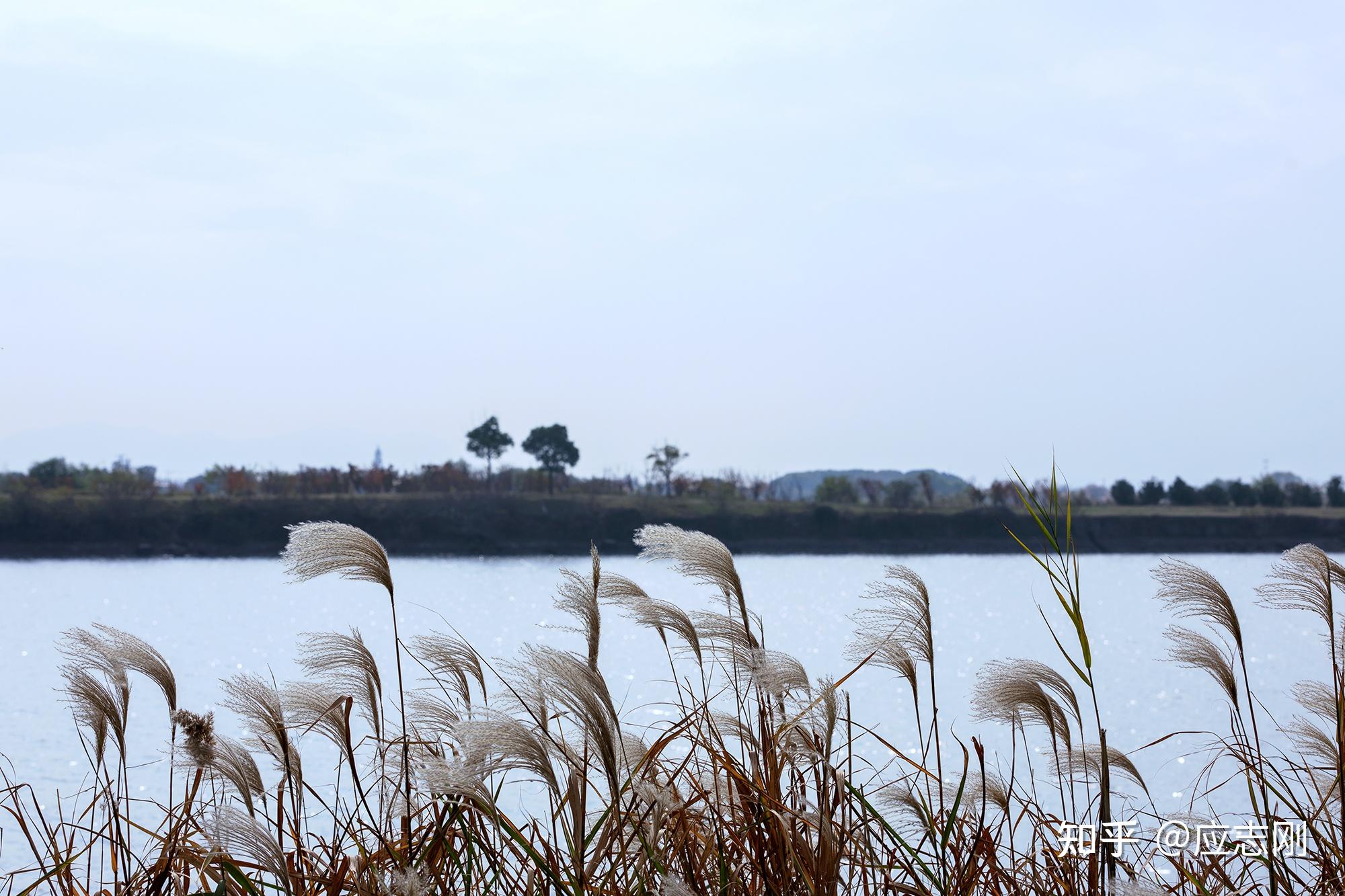 雪舞的时节,去北太湖赴一场蒹葭之约 - 知乎