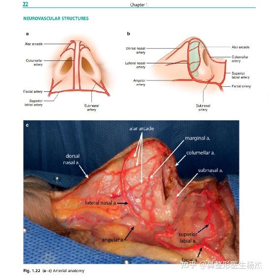 外鼻部从颈内动脉的分支一眼动脉和颈外动脉的分支一面动脉两处得到