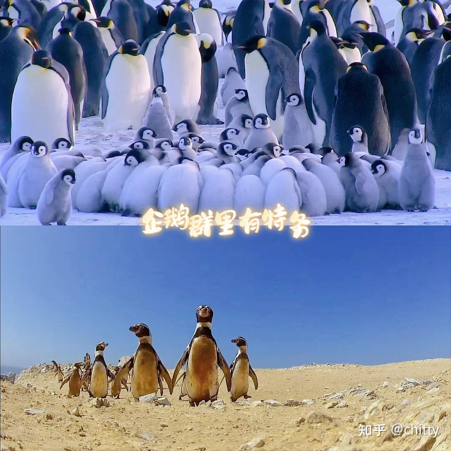 BBC高品质纪录片推荐👉 企鹅群里有特务- 知乎