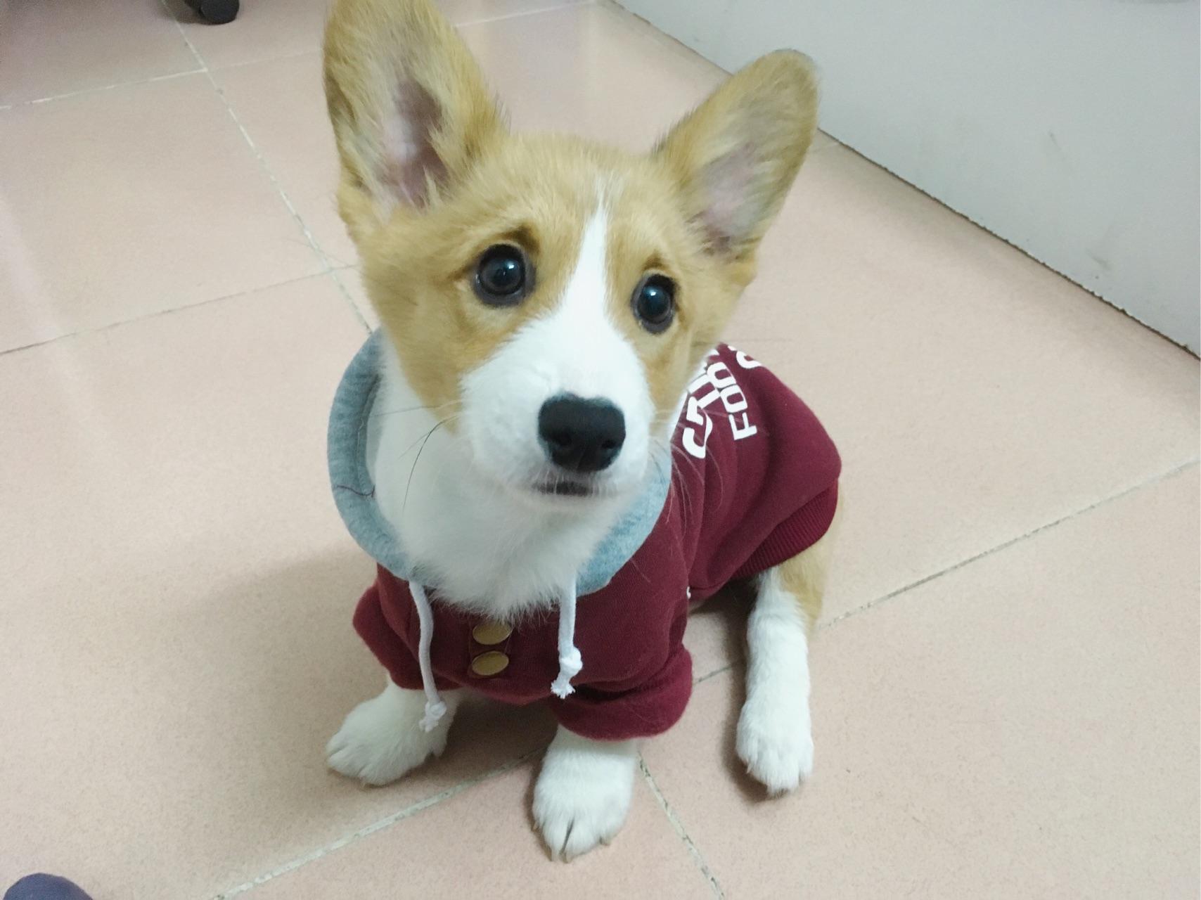 你的宠物有哪些美腻的皂片?如何使用手机给自