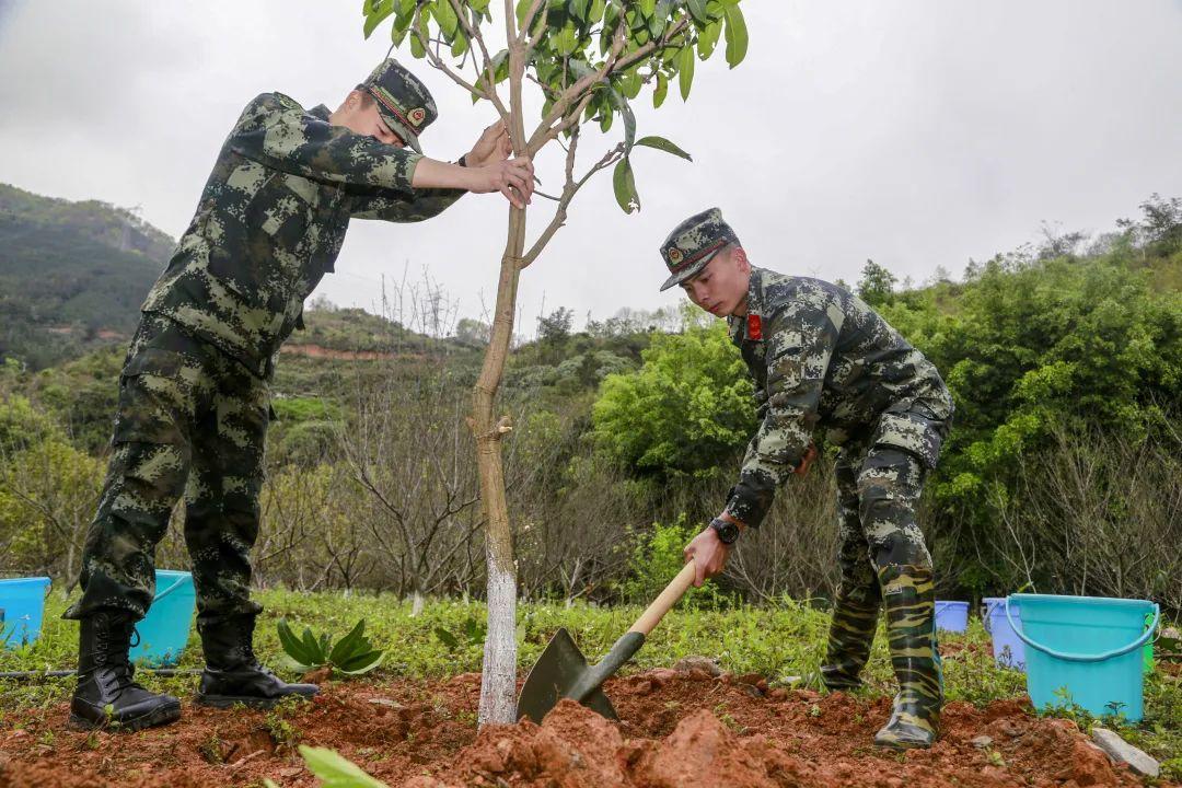 走,种树去! - 知乎