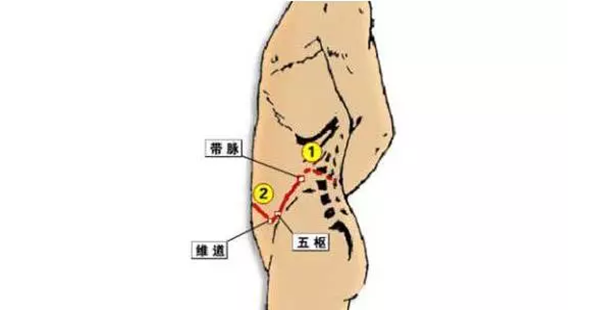 而且帶脈上的三個穴位帶脈,五樞,維道,又全都壓在膽經上,所以拍打此處