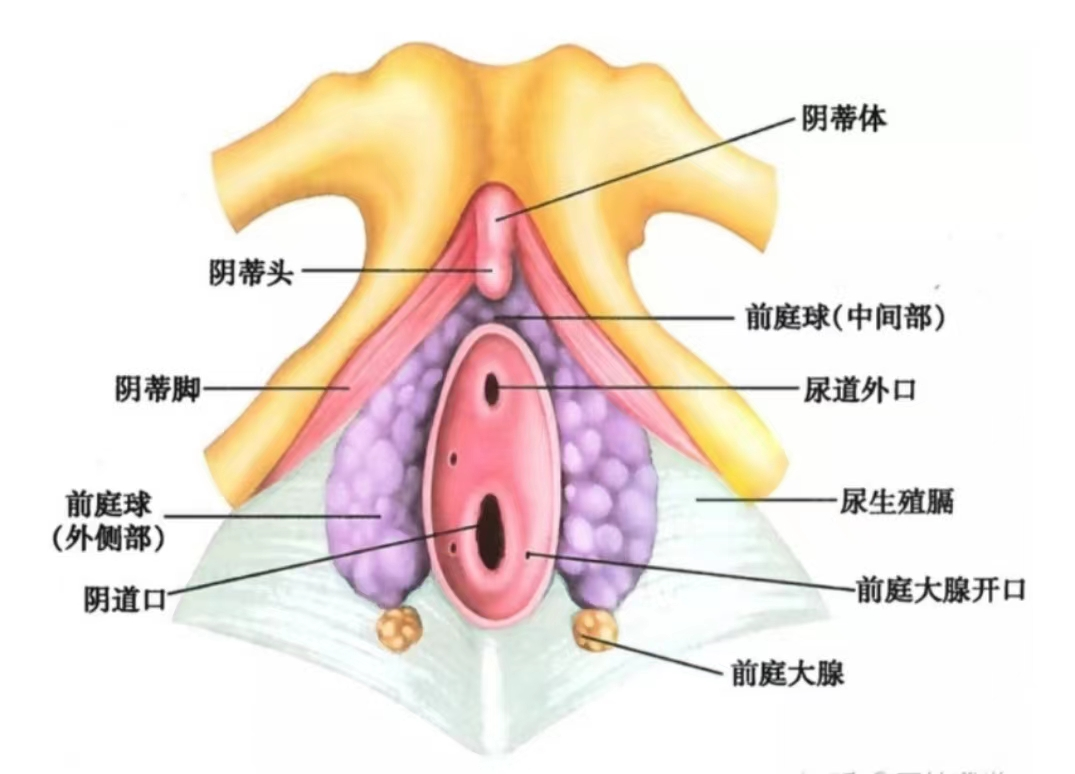 阴蒂 