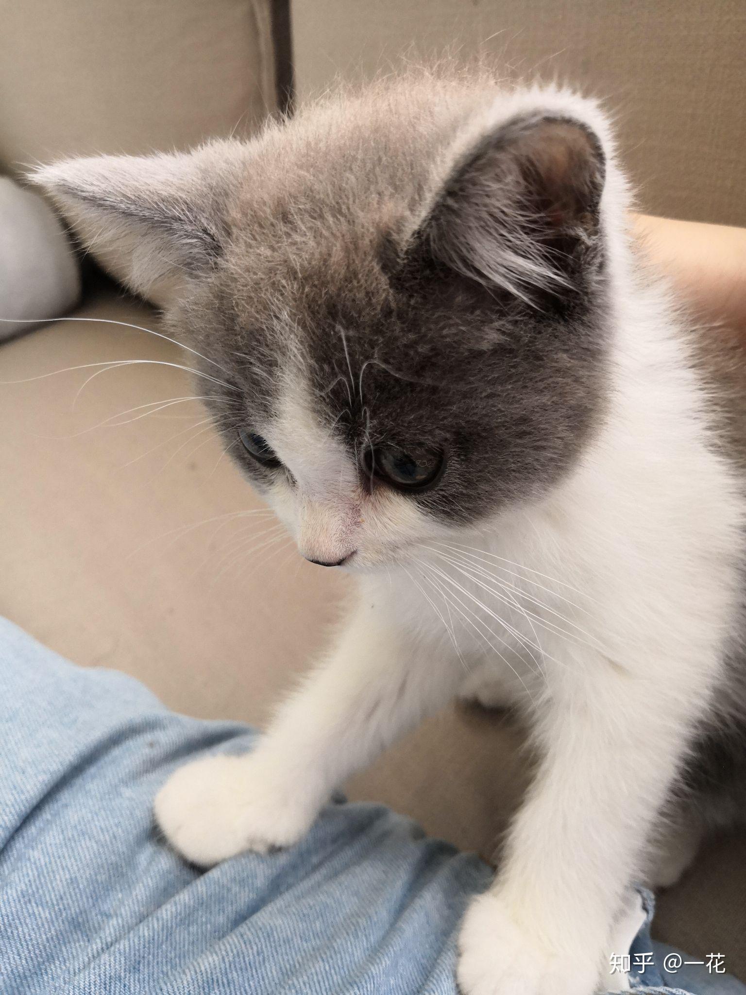 养六个月以下的小奶猫是怎样的体验