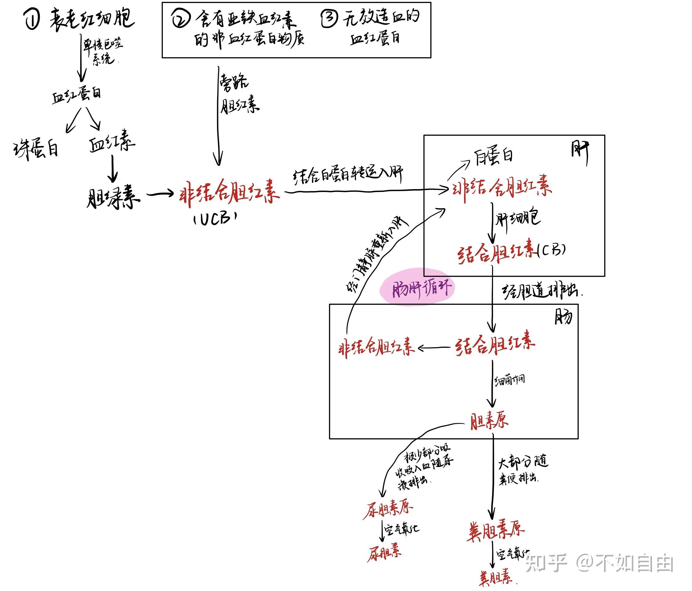 一张图搞定胆红素代谢 