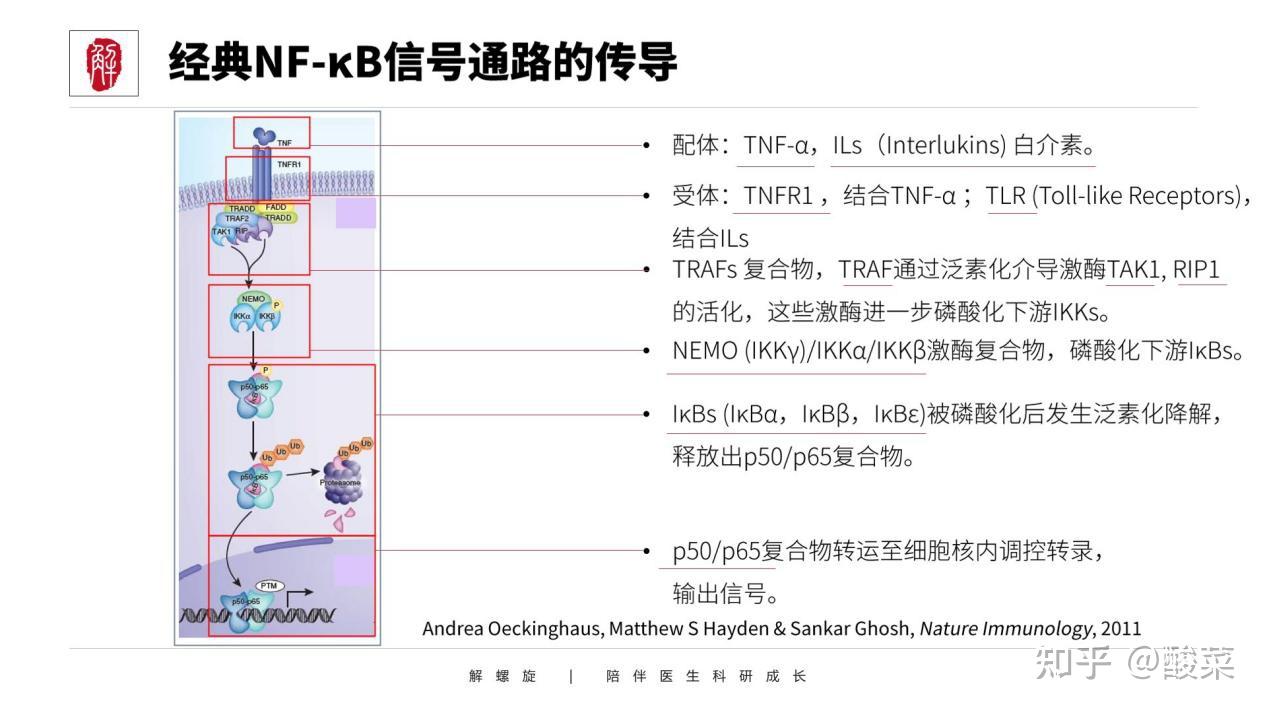 NF-κB信号通路图解怎么讲述？ - 知乎
