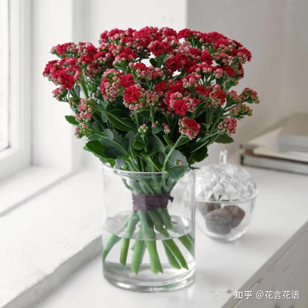 长寿花养护方法长寿花鲜切花长寿花盆栽