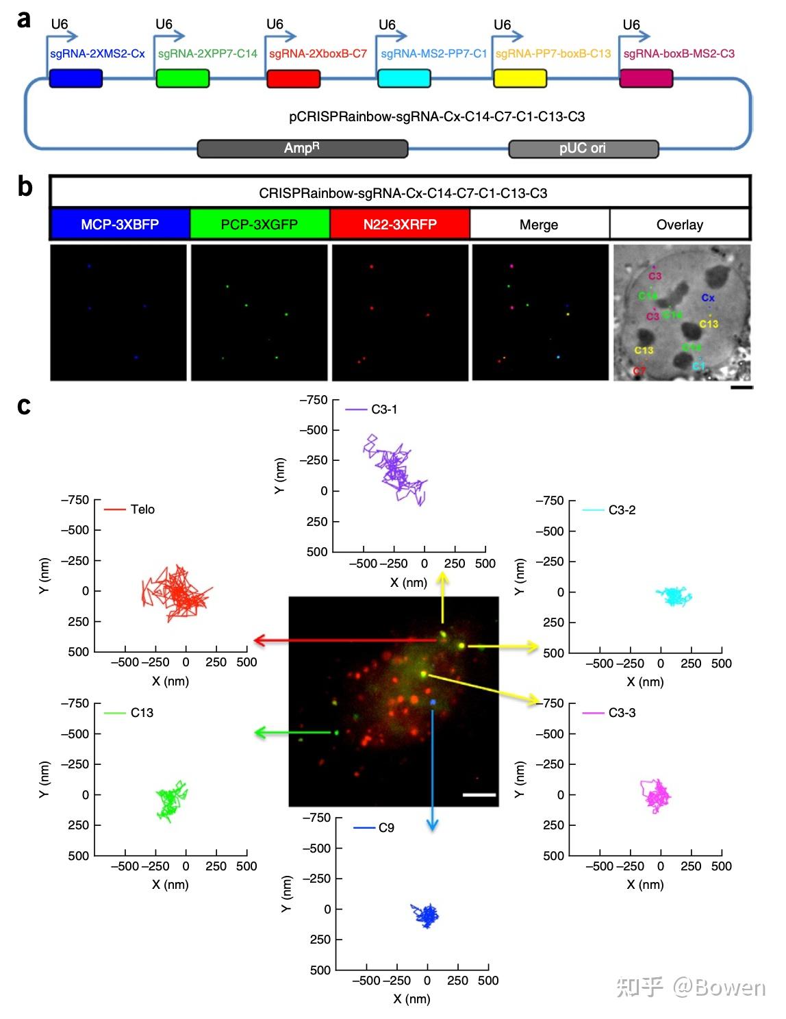 crispr-dcas9-dna