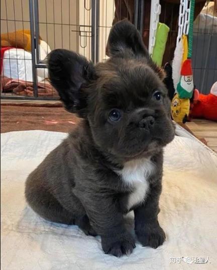 撞脸胡一统的法斗你可能没见过