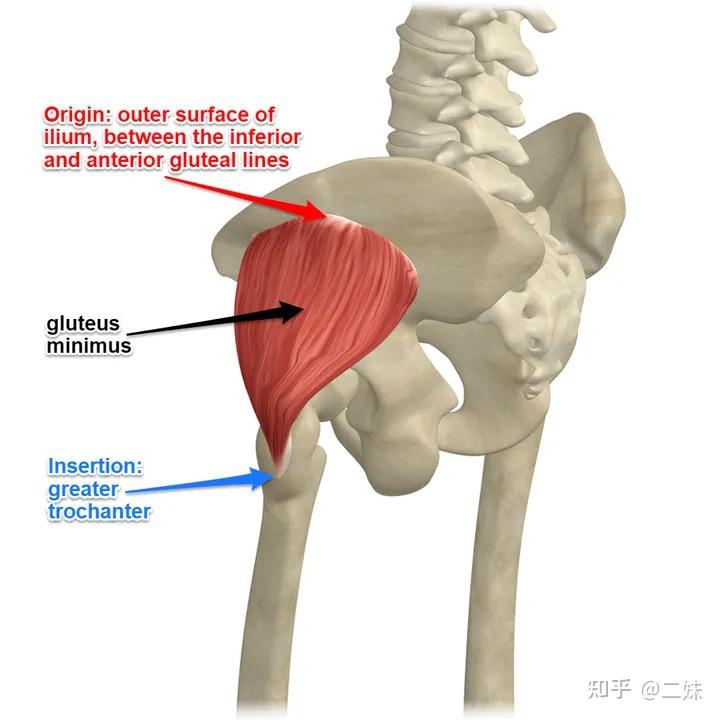 一天一点解剖学人体下肢肌群髋肌后群