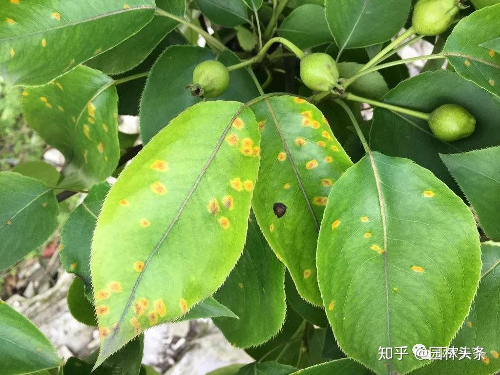 九月园林苗木病虫害防治要点