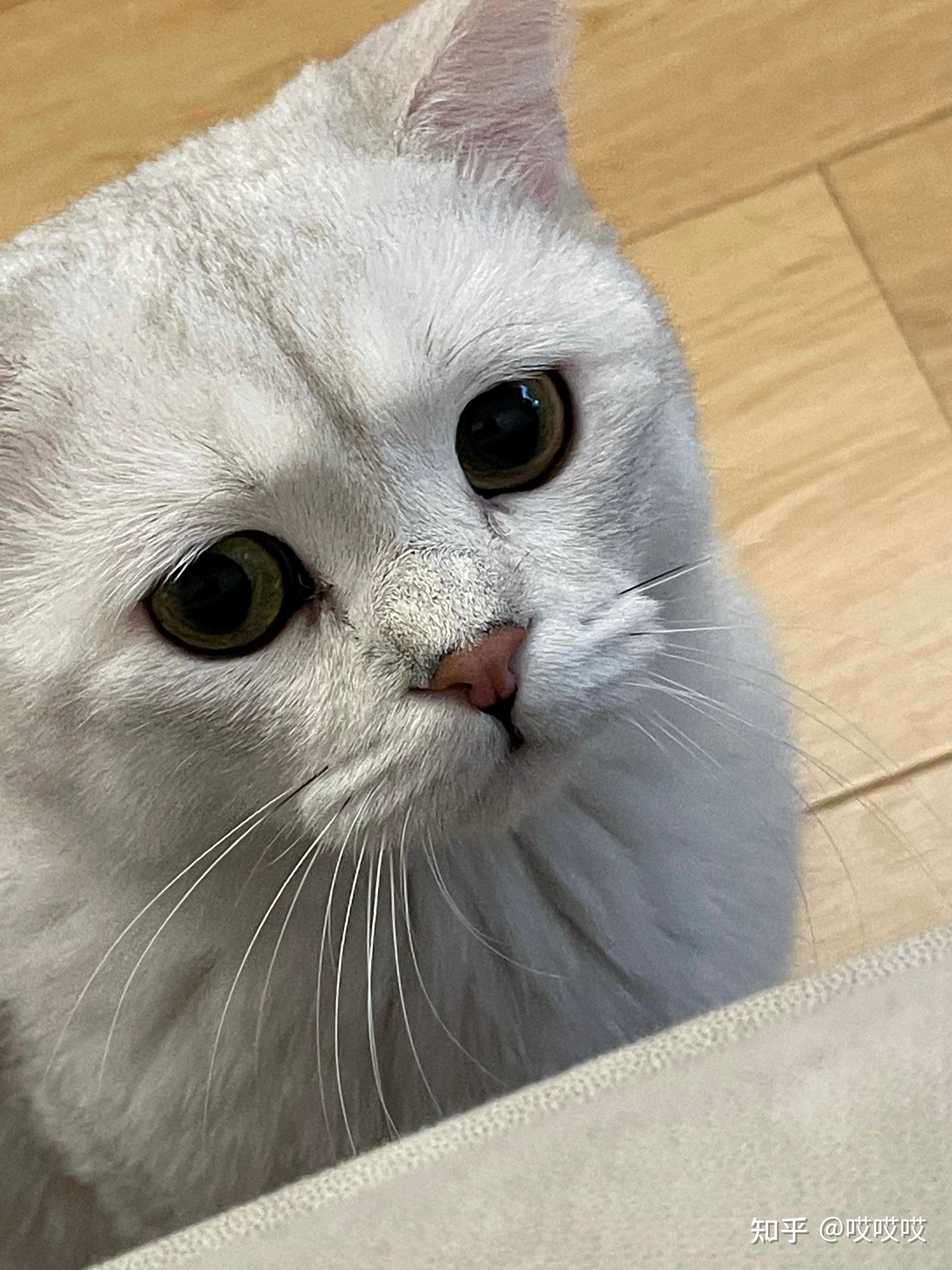 快7个月的银渐层一只眼睛突然变黄是为什么?