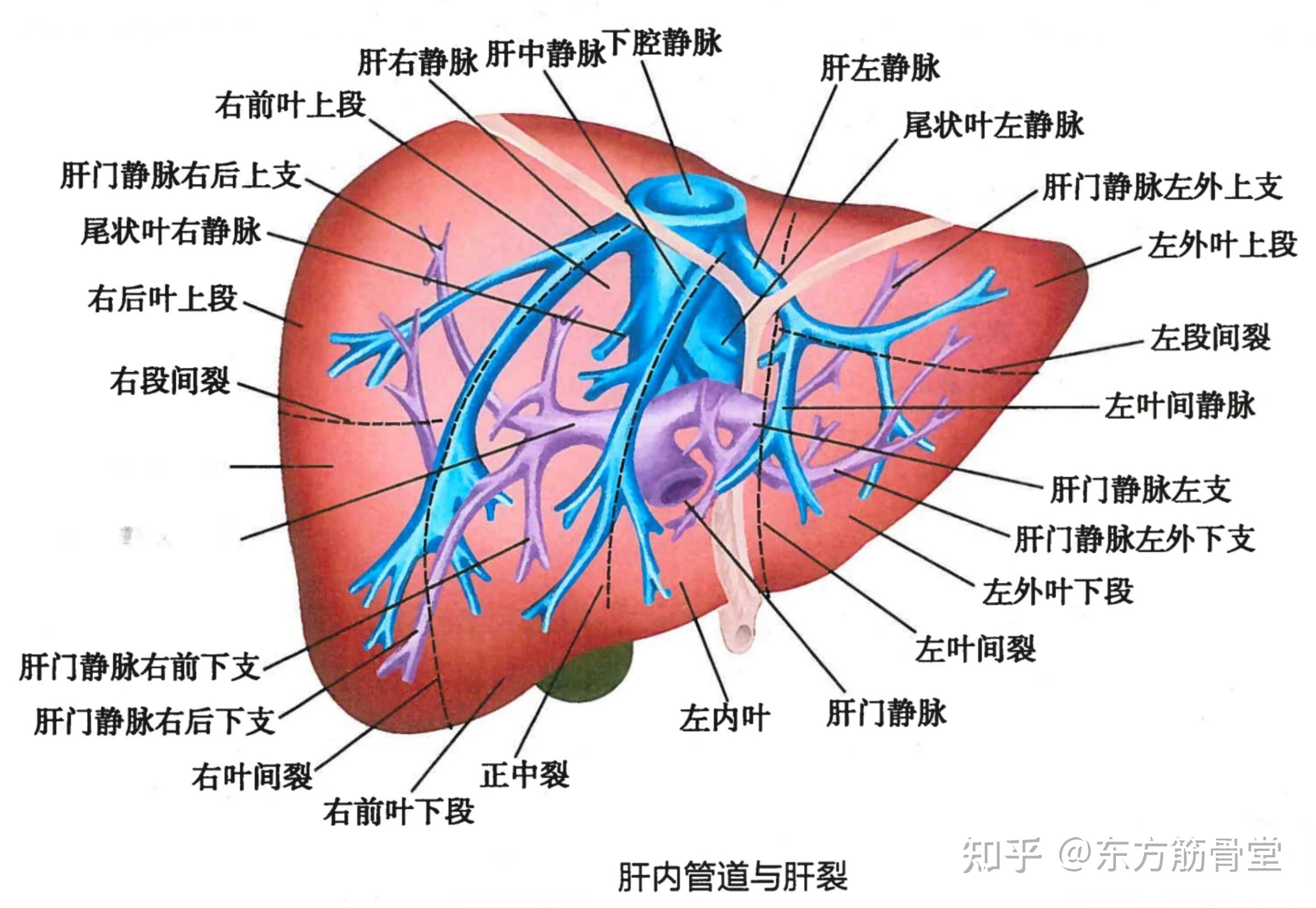 肝包膜图示图片