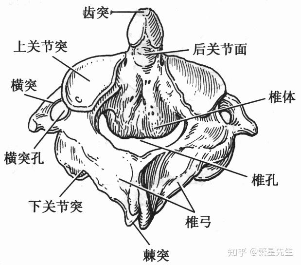 寰椎和枢椎解剖图手绘图片