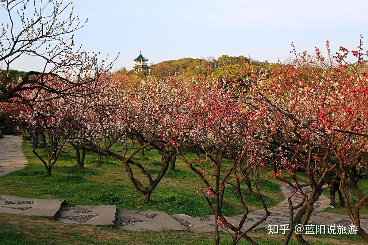 2021年春季国内赏花一梅花推荐21个打卡地