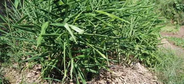 邵阳俗语019细伢子爱糖能理解丈母娘爱郎为什么