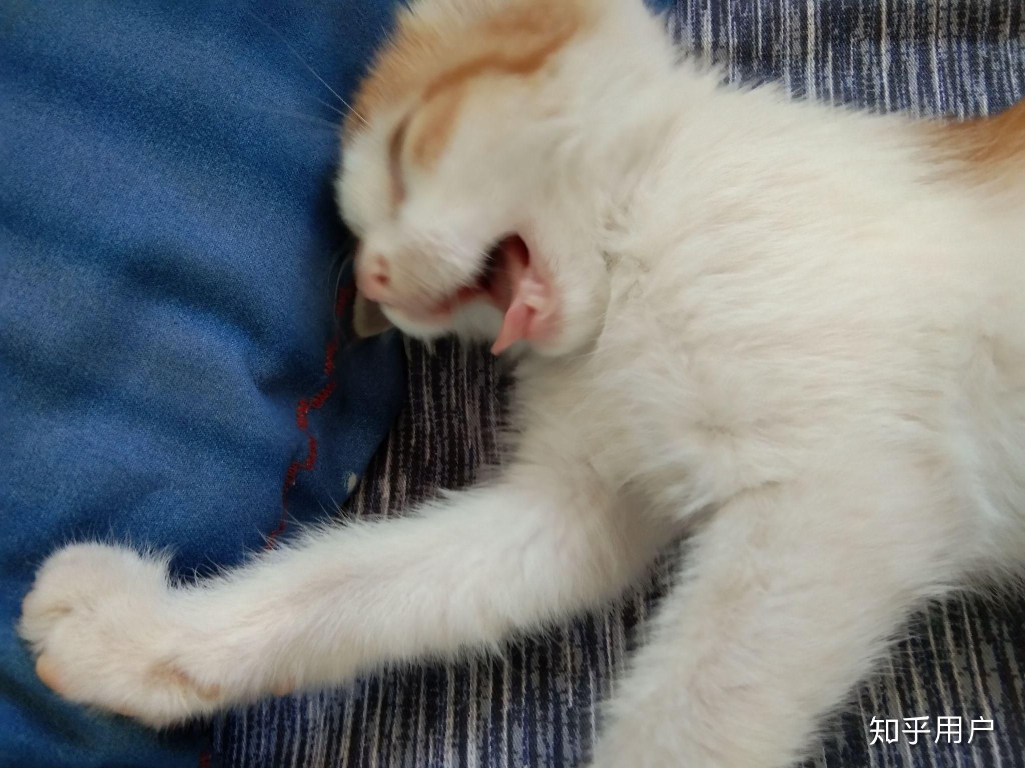 猫咪尴尬期有多尴尬