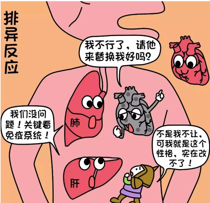 免疫防御的另一表现是排斥异体,因为免疫系统强大的抵御能力对于外来