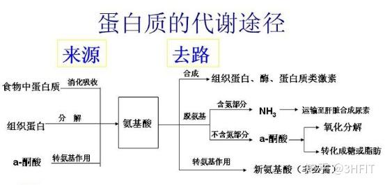 运动和蛋白质代谢