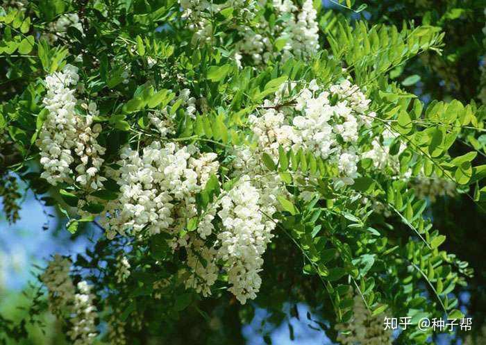 刺槐常被称作是“吉祥树”,种植技术和用途你知道吗 - 知乎