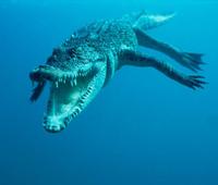 12.12游资龙虎榜】:追高又被套,明天该咋办?