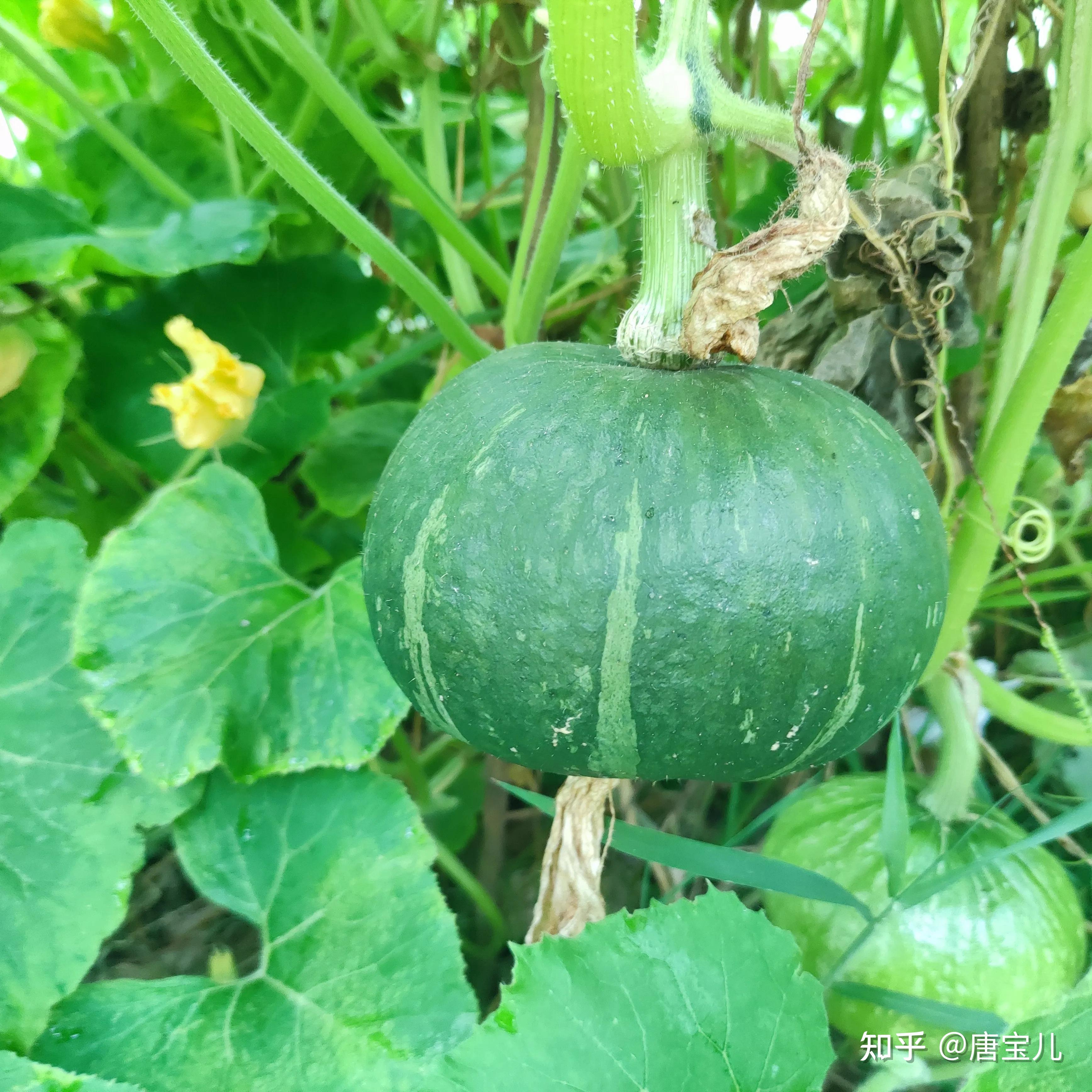 摘了點南瓜花準備裹點麵糊炸著吃:我種的土南瓜,也就是北瓜,產量比