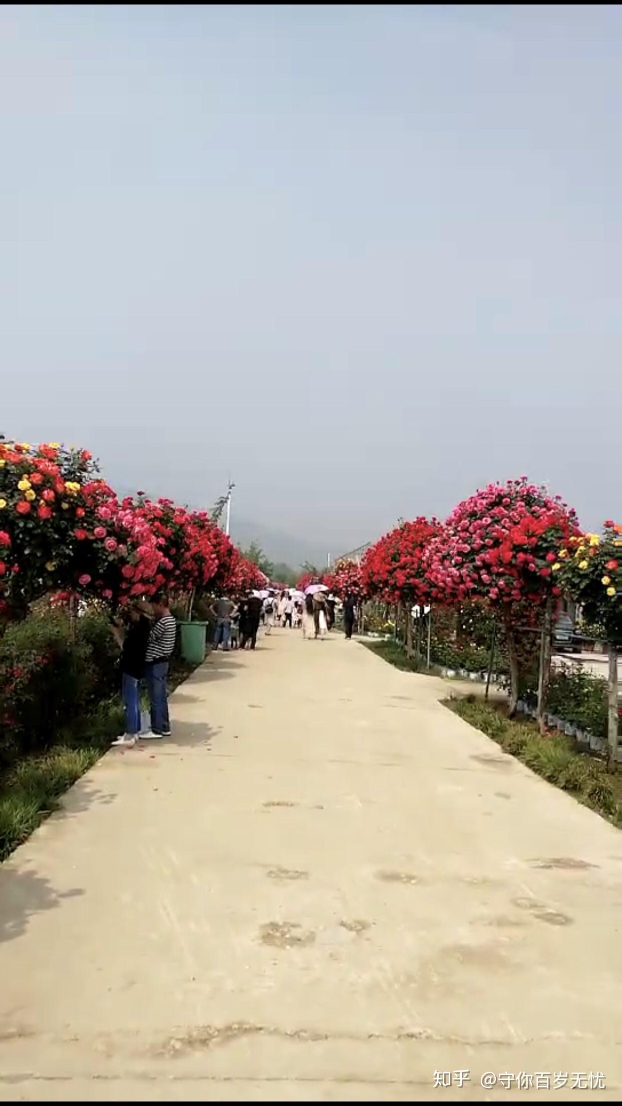 如何评价天狼(姜正之)推出的小型树月季棒棒糖