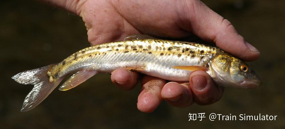 此鱼无鳞生活在新疆北部海拔3500米以上身上有黑色斑点上颚突出体型小