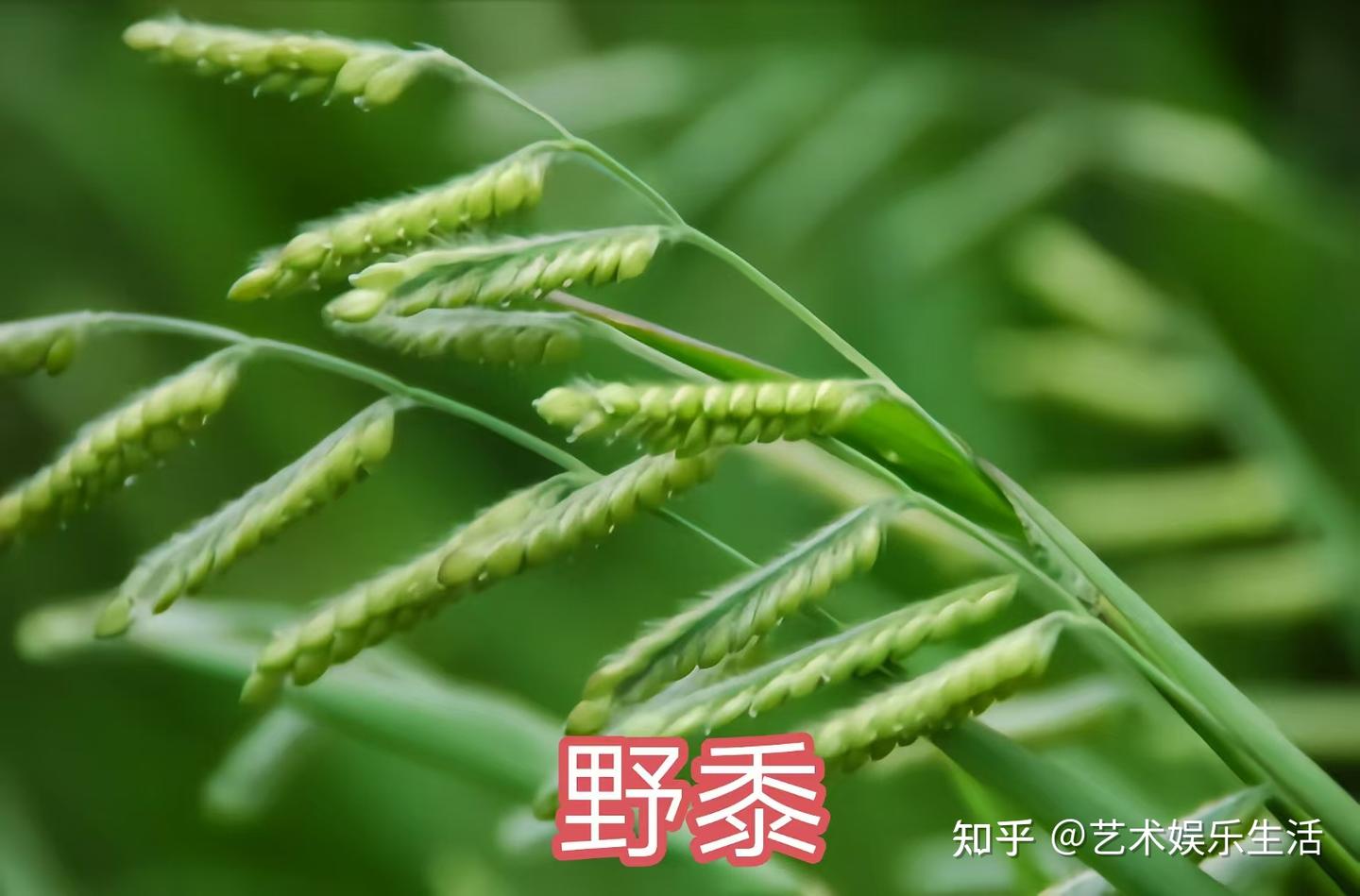 禾本科黍亚科的88种代表植物 - 知乎