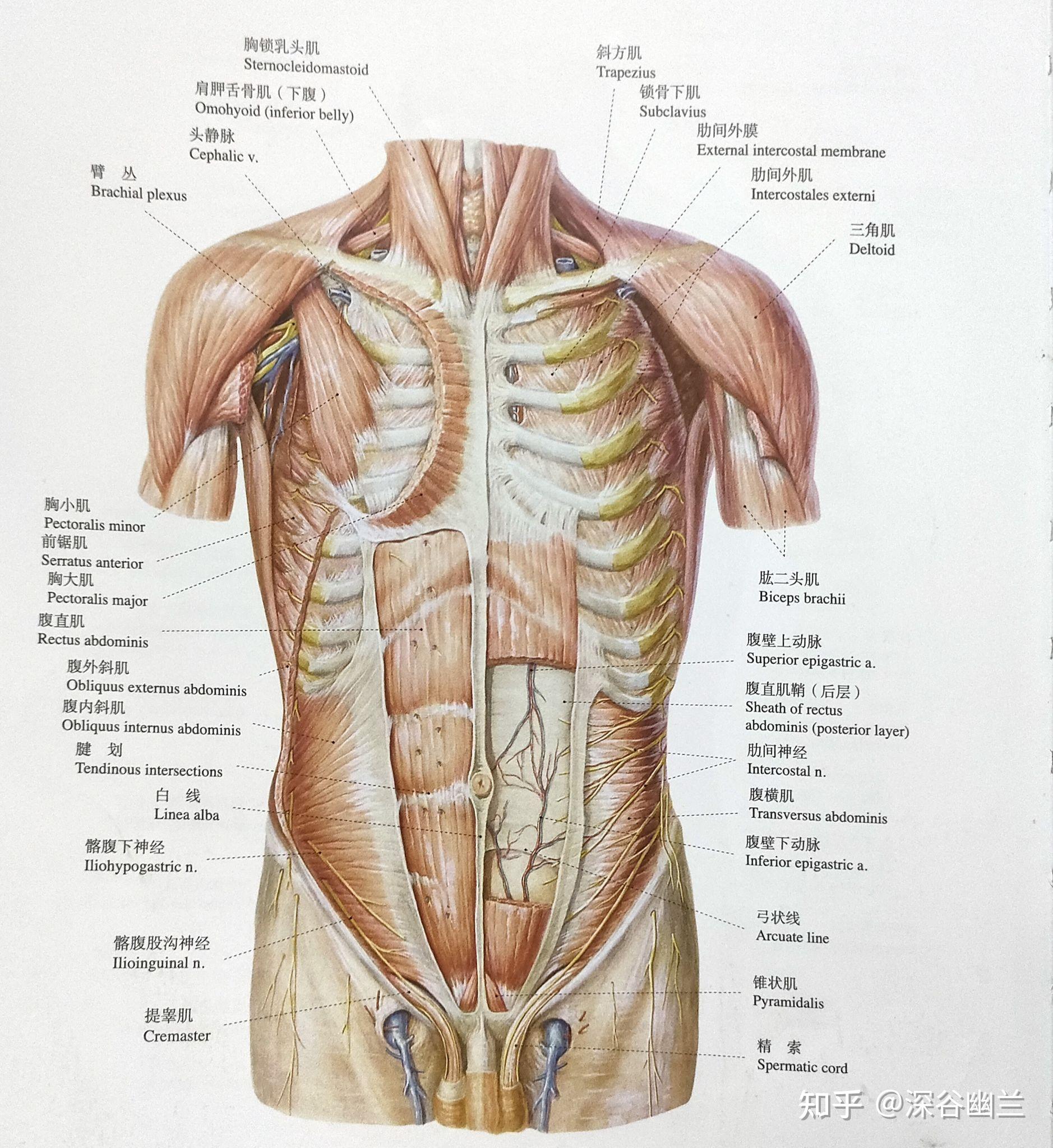 胸壁肌肉解剖结构图图片