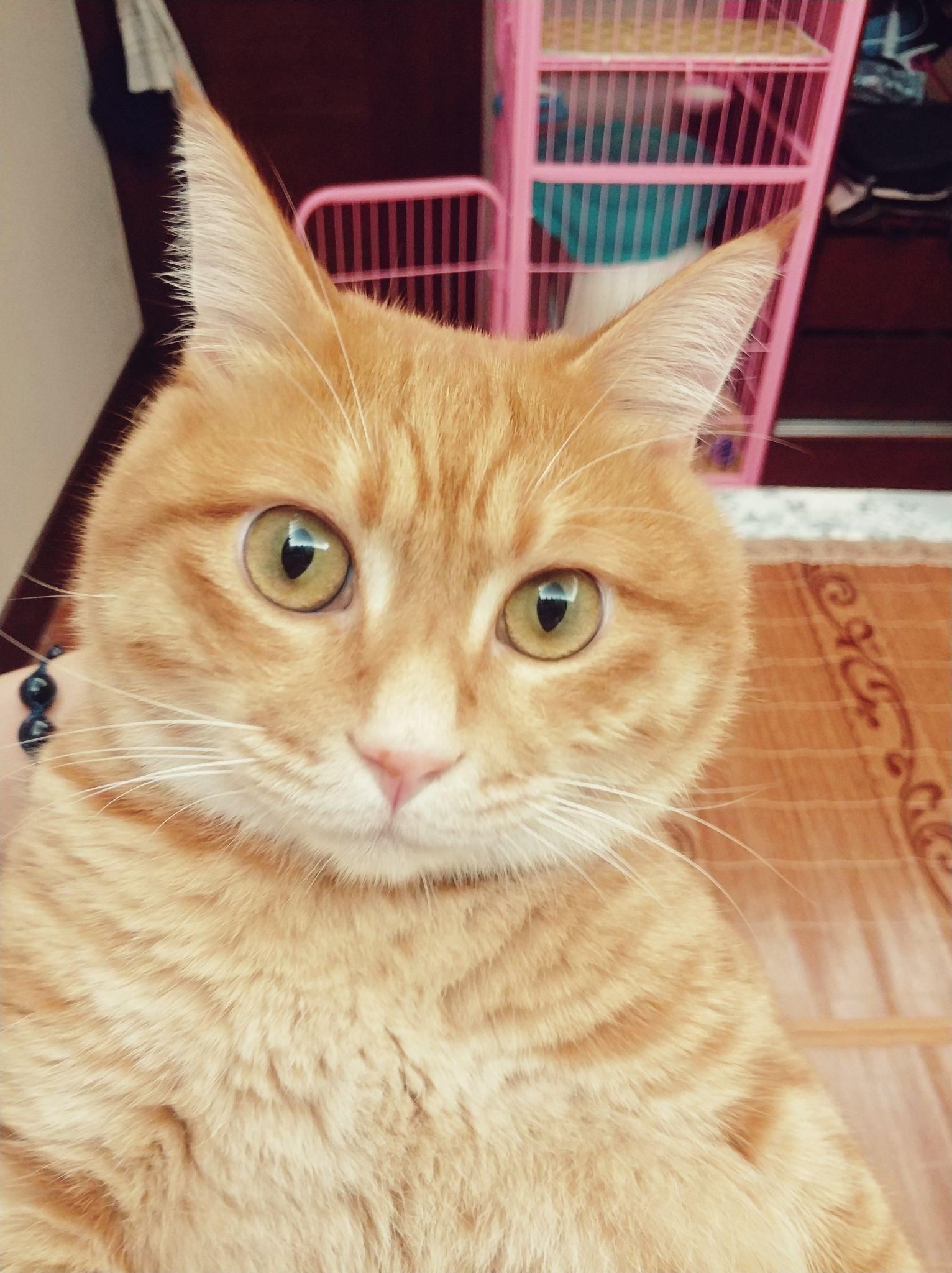 橘猫是什么？ - 知乎