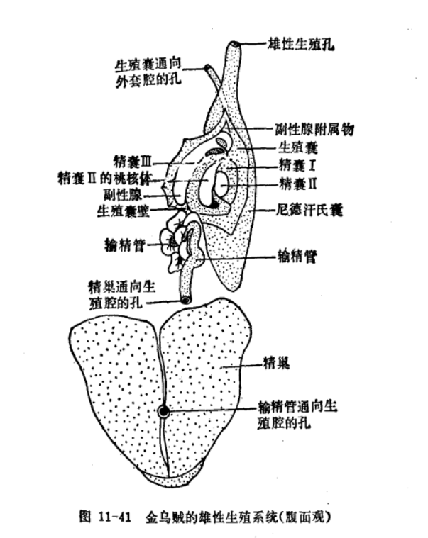 生殖腔和成结图片