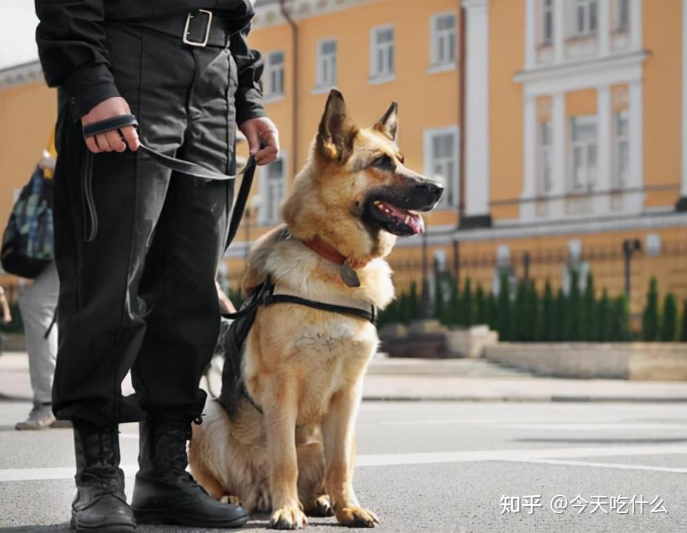 金毛,边牧:凭啥我们不能当警犬?