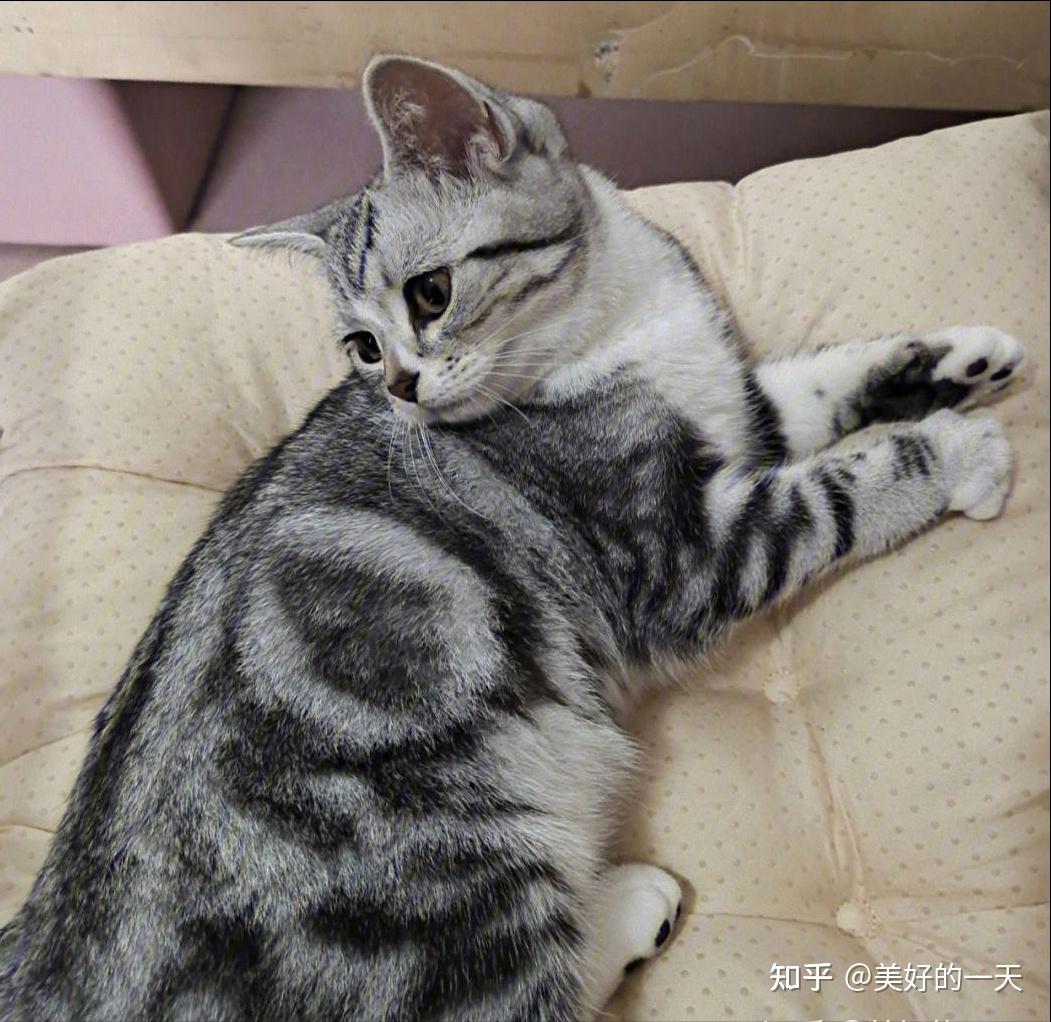 为何“美短猫”逐渐退出宠物圈？网友：养一次就怕了 - 知乎