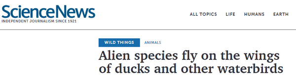 牛哄哄的鱼卵 Pnas报道被鸭子吃下的鱼卵可以被排泄并孵化出小鱼 知乎