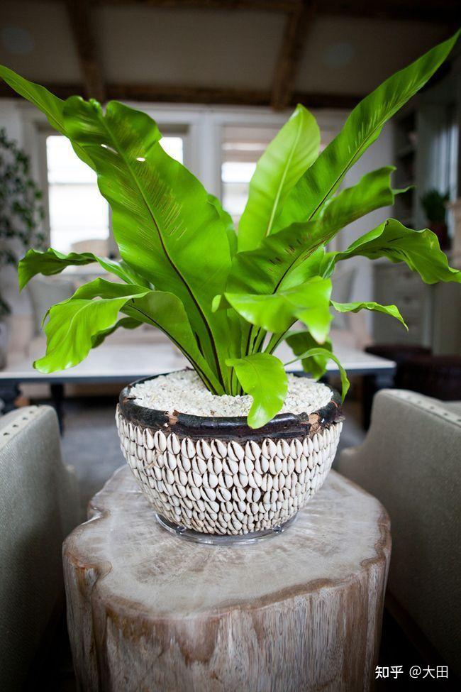 13种家大叶大的植物