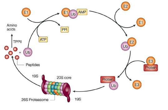 酶的活性调节与数量调节
