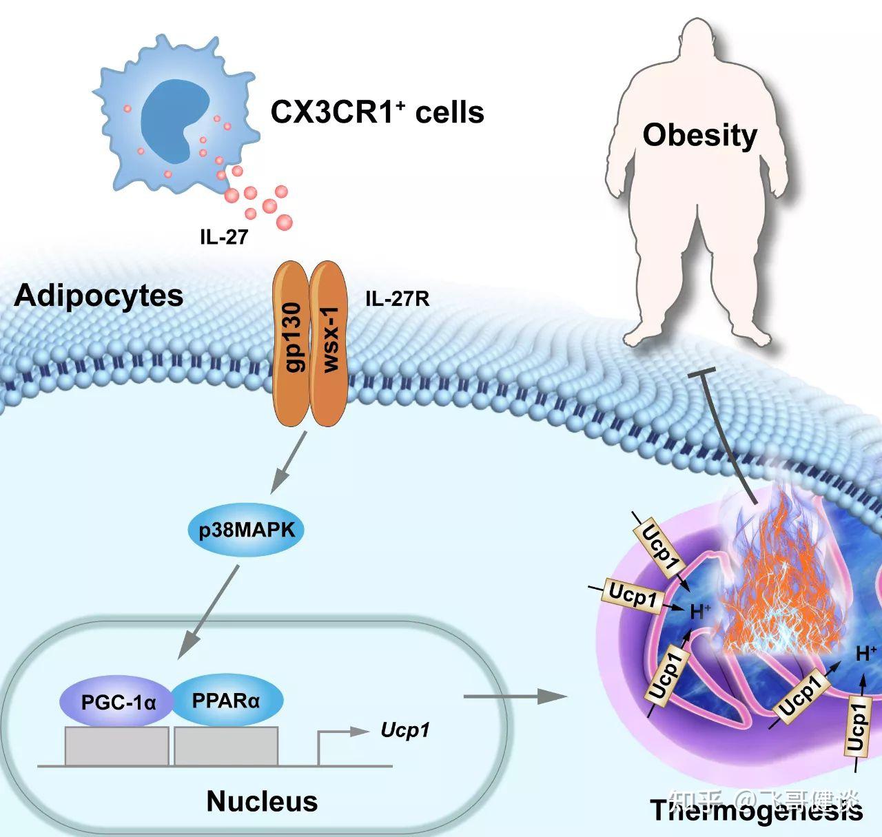 研究首次发现了IL-27信号通路可促进脂肪产热，并且抑制肥胖 - 知乎