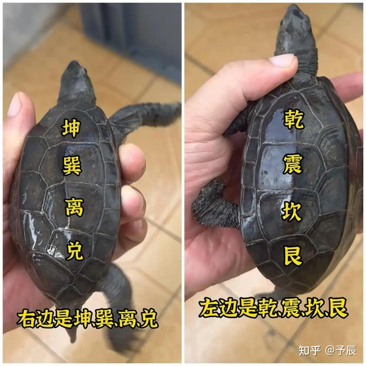 乌龟的代表和寓意,神兽之一 - 知乎