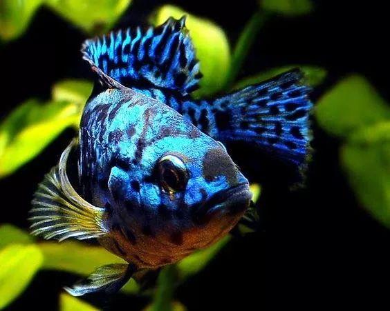 阿根廷鱼友繁育珍珠豹意外获得改良品种这光泽真漂亮