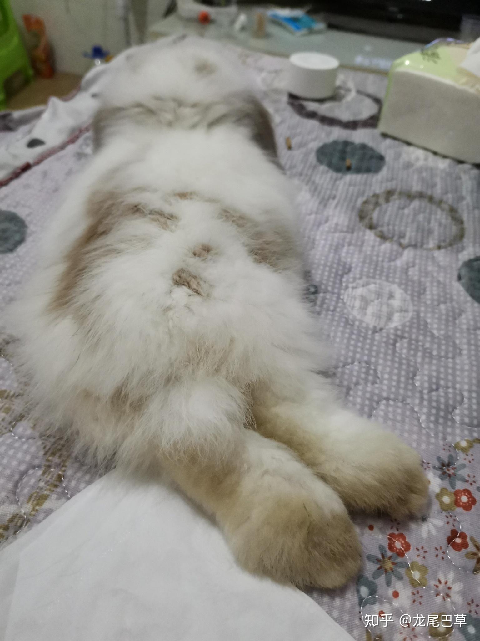 你养的兔子多久才出现"贵妃躺"?