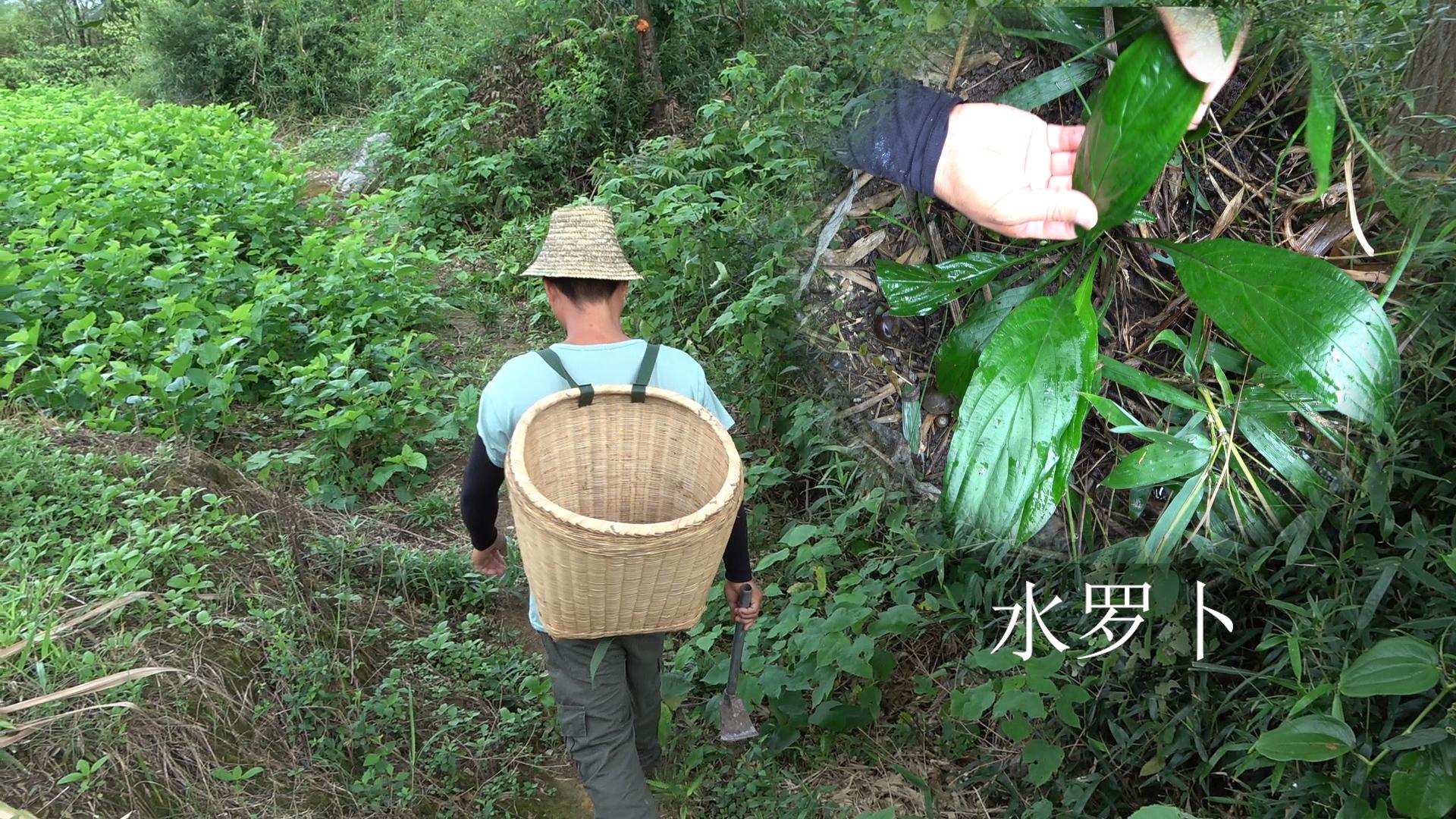 农村山上常见的捻子树它的根部才是宝对胃痛的朋友有帮助