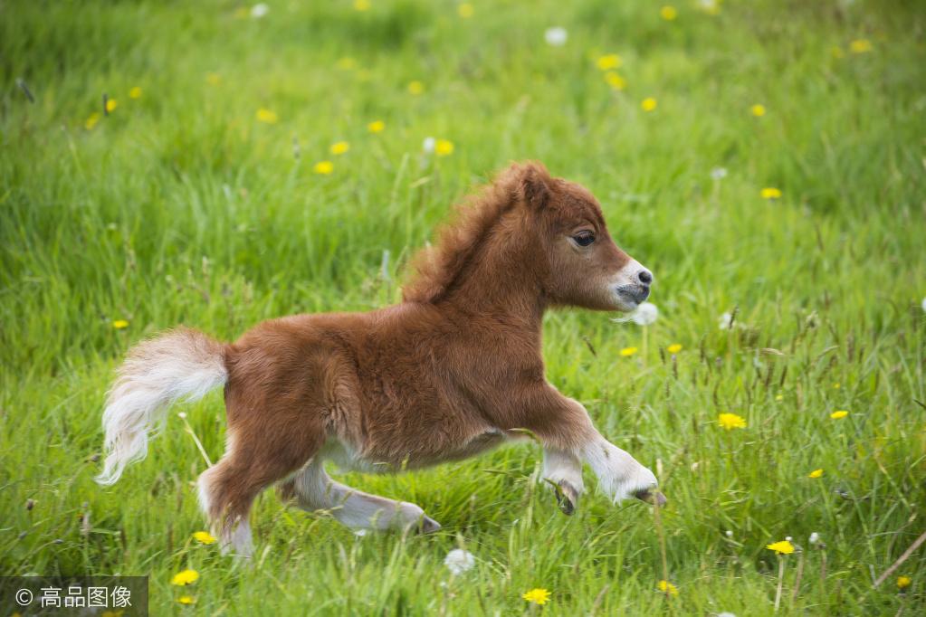 短腿界不只有柯基还有昔德兰矮种马你见过吗