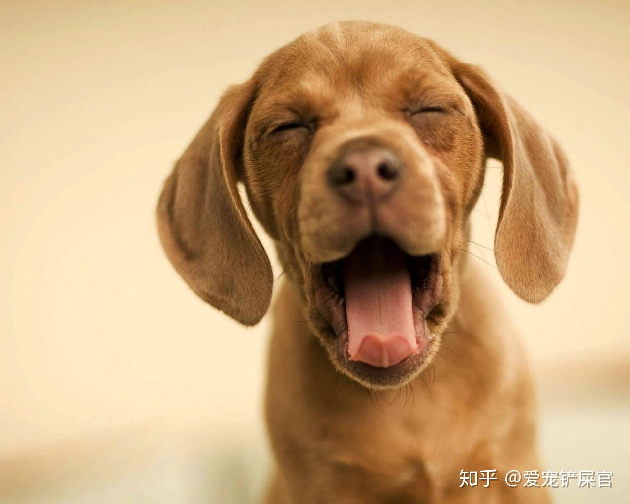 狗狗晚上一直叫是怎么回事科瑞卡科普