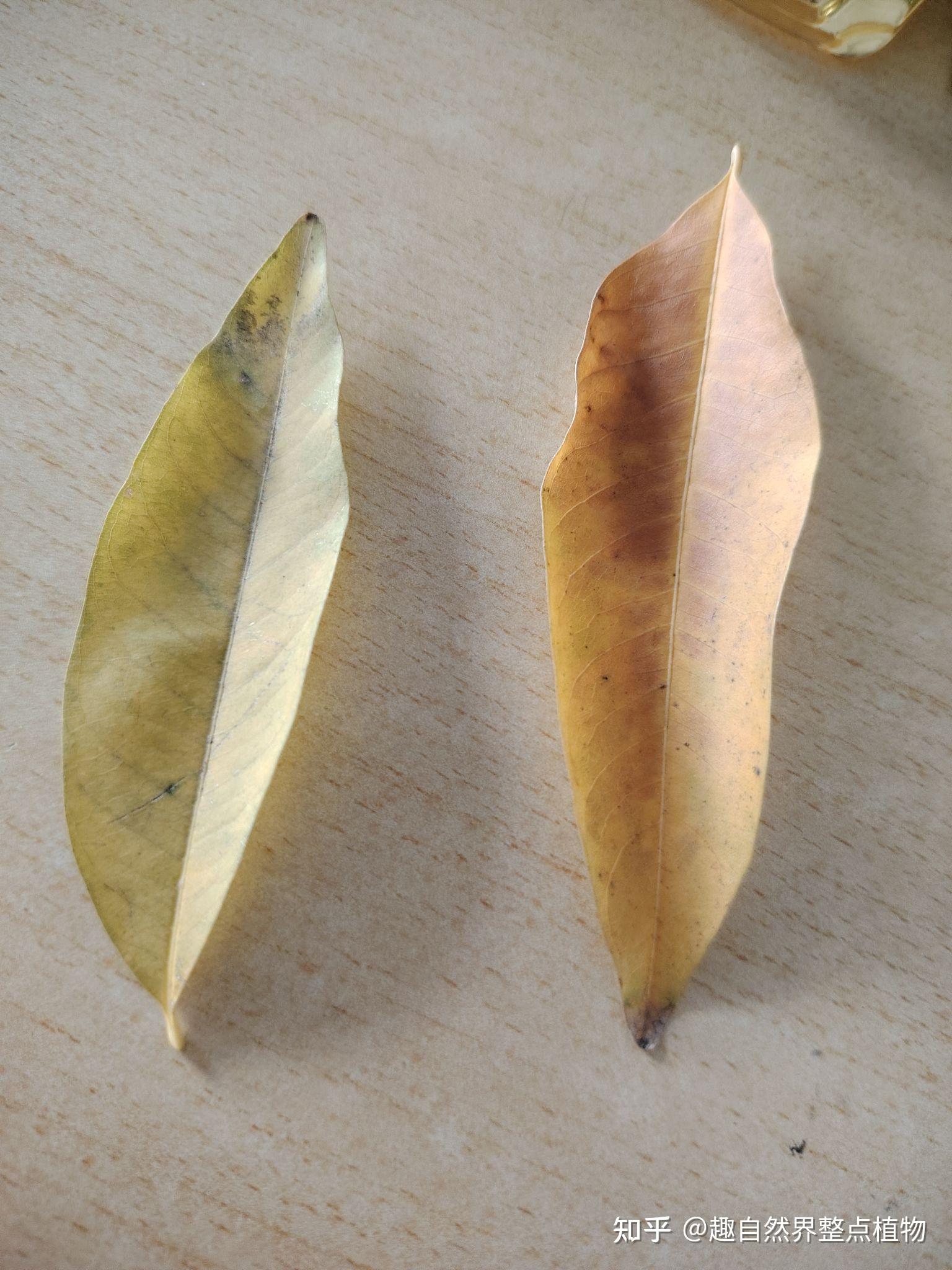 全缘叶栾树与无患子（树皮，树叶，果）形态的细节比对 - 知乎