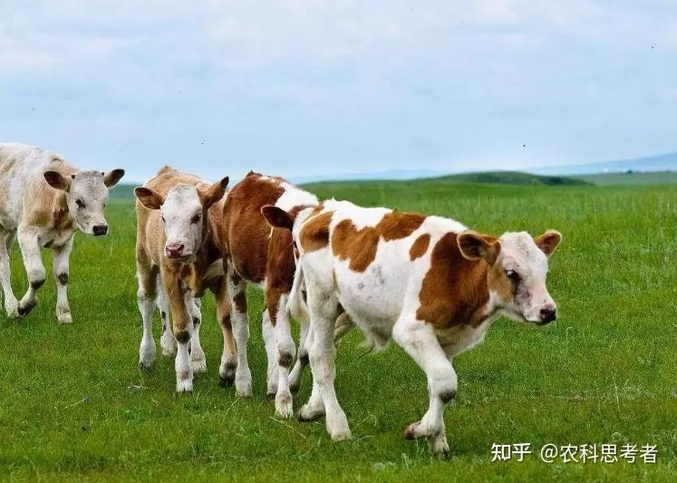 布病,結核病,包蟲病等人畜共患病有所抬頭,嚴重威脅畜牧業發展和公共