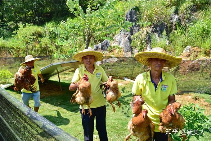 廣東清遠神峰關景區讓員工抓雞一人一隻原來是中秋節福利