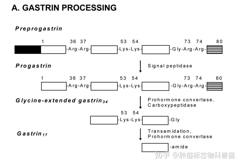 三, 胃泌素17(g-17)简介