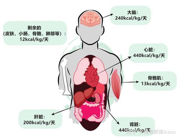基础代谢？不好意思，你瘦不下来不是因为代谢慢，这些才是重点 - 知乎