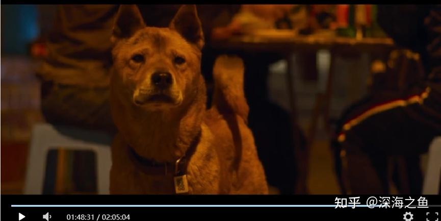 《忠犬八公》拉片分析(剧作、影像、文化等) - 知乎